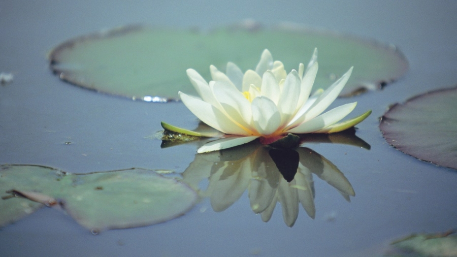 Lotus-Flower-Meditation_1328x747